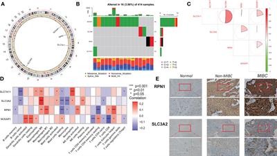 Crosstalk of disulfidptosis-related subtypes, establishment of a prognostic signature and immune infiltration characteristics in bladder cancer based on a machine learning survival framework